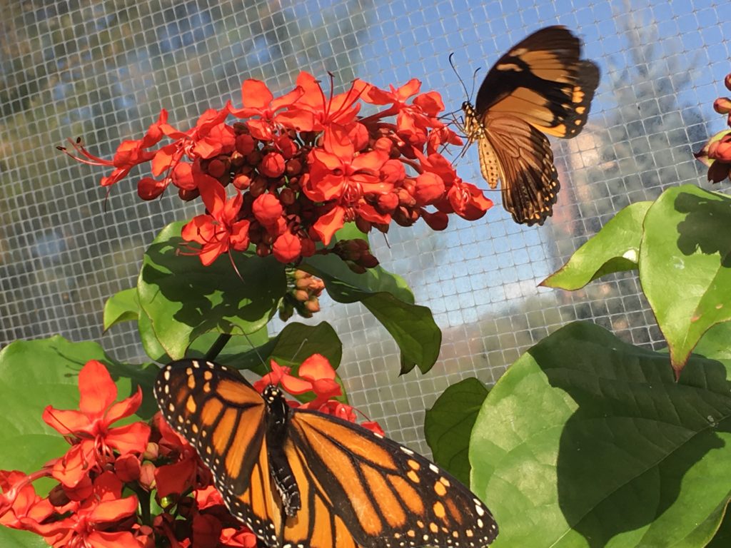 butterfly-pavilion-bug-a-boo