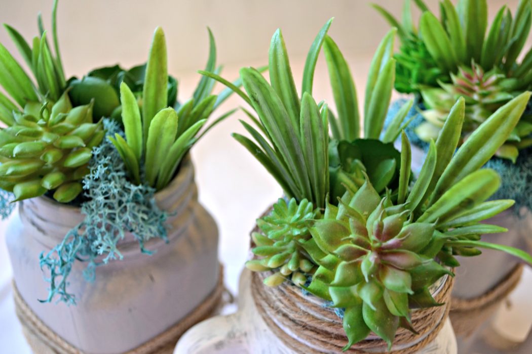Mason Jar DIY Succulents