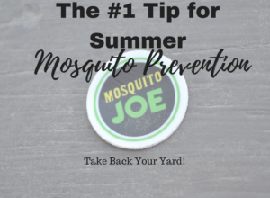 #1 Tip for Summer Mosquito Prevention