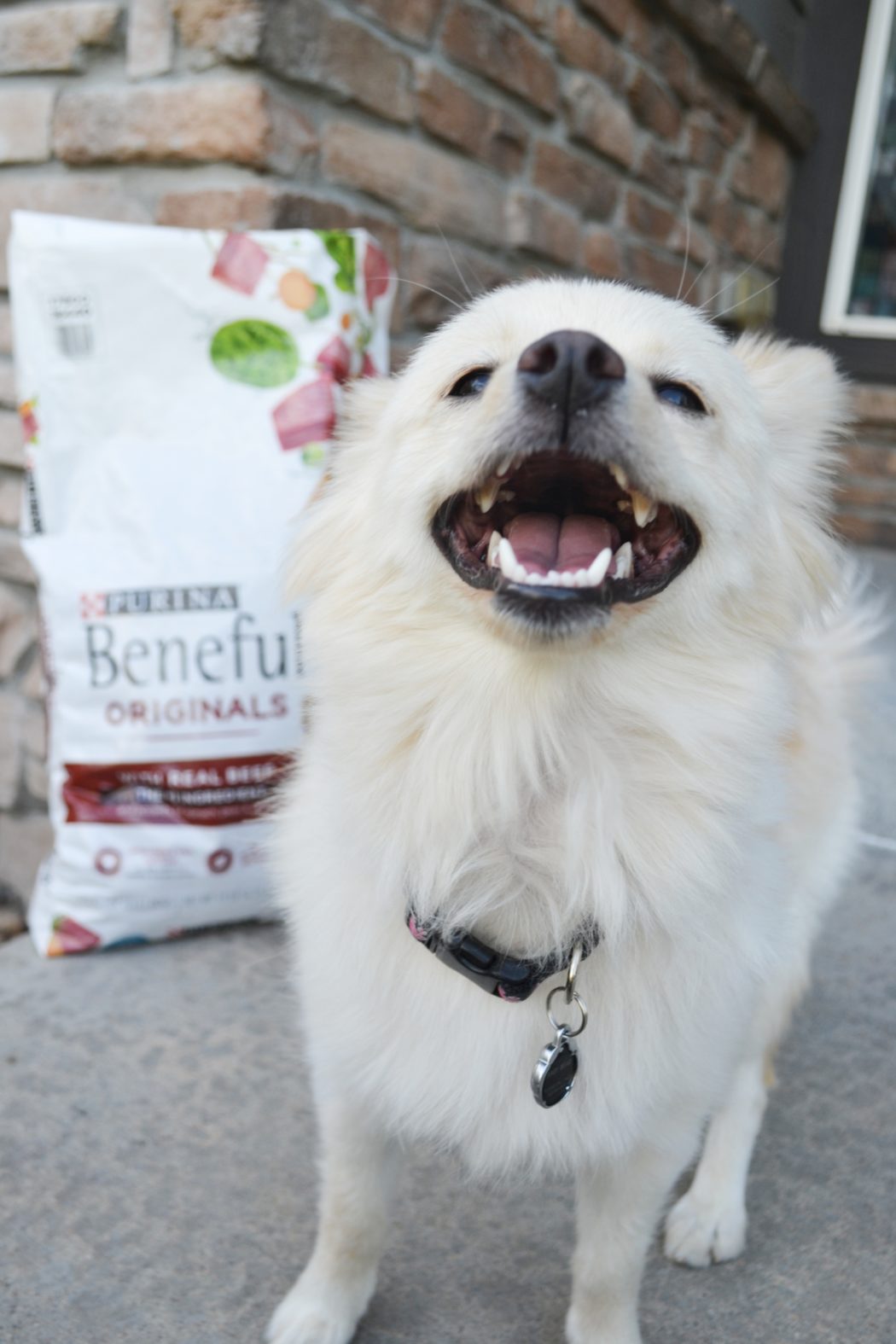 Dog Smile Beneful