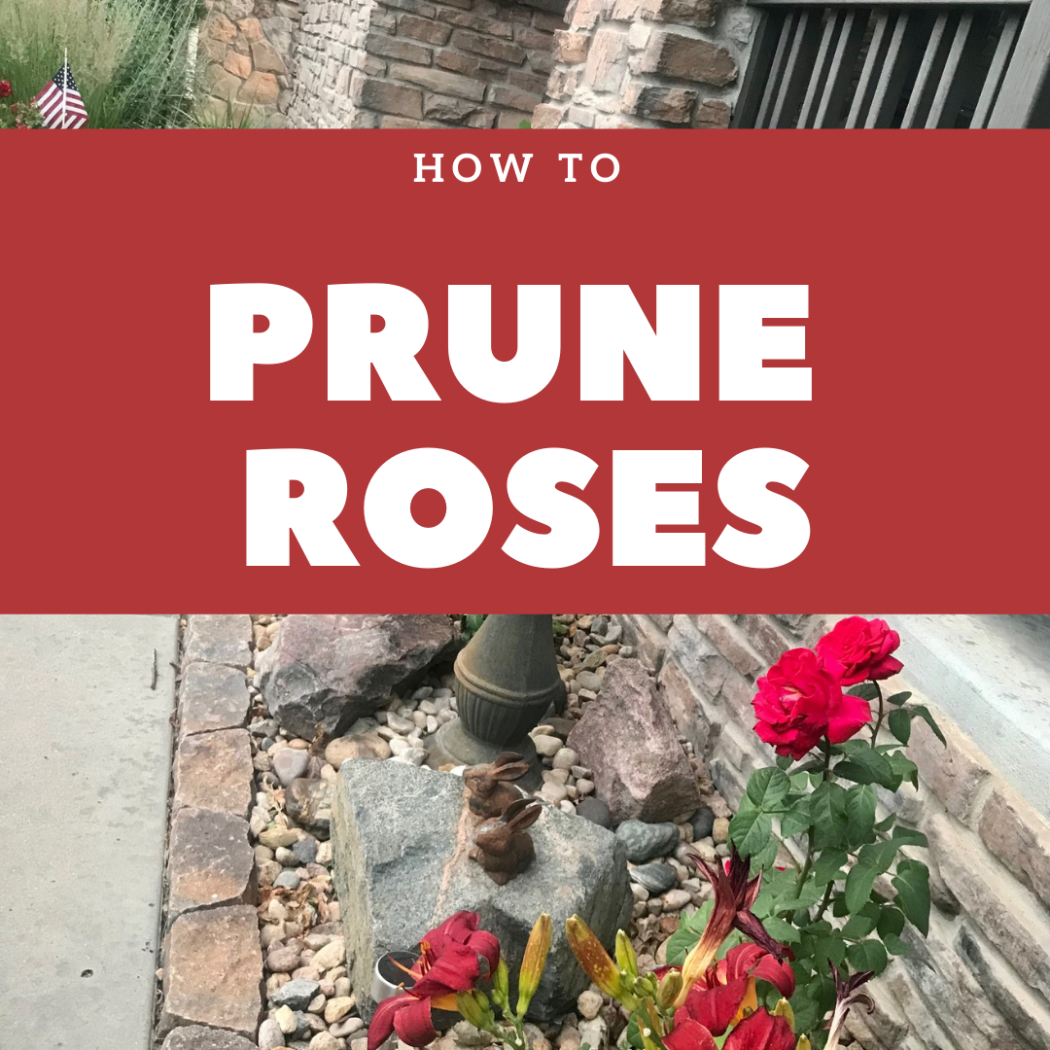 HOT TO PRUNE ROSES