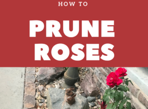 HOT TO PRUNE ROSES