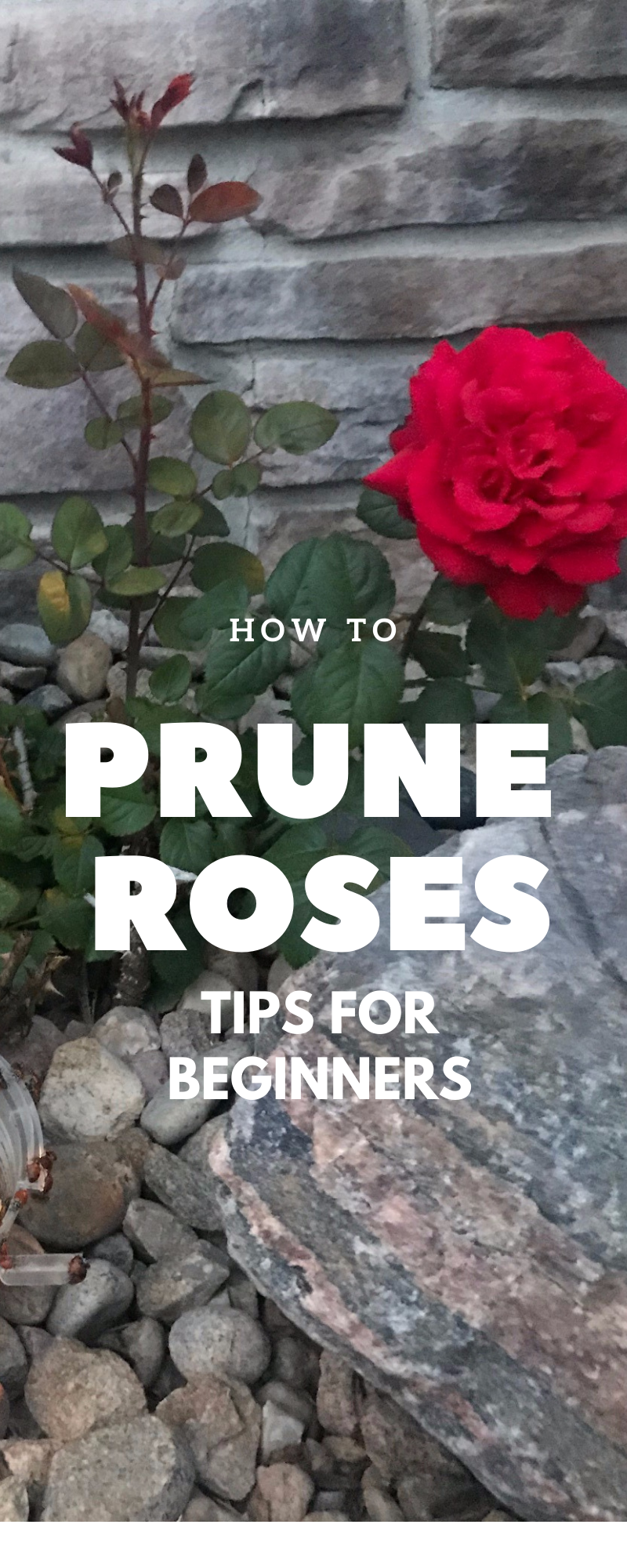 HOW TO PRUNE ROSES TIPS FOR BEGINNERS